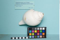 Foto (Seitenansicht) von Tempeltrompete (Chank-Schnecke) (NHMW-ZOO-MO-0081100-ETH-118)